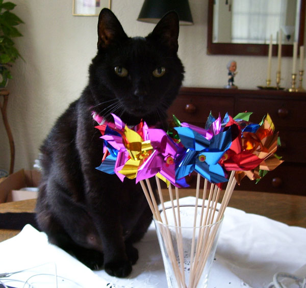 Betty the cat with pinwheels