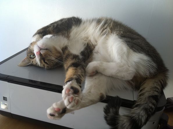 David Rhoden's cat Sally, stretching on a printer.