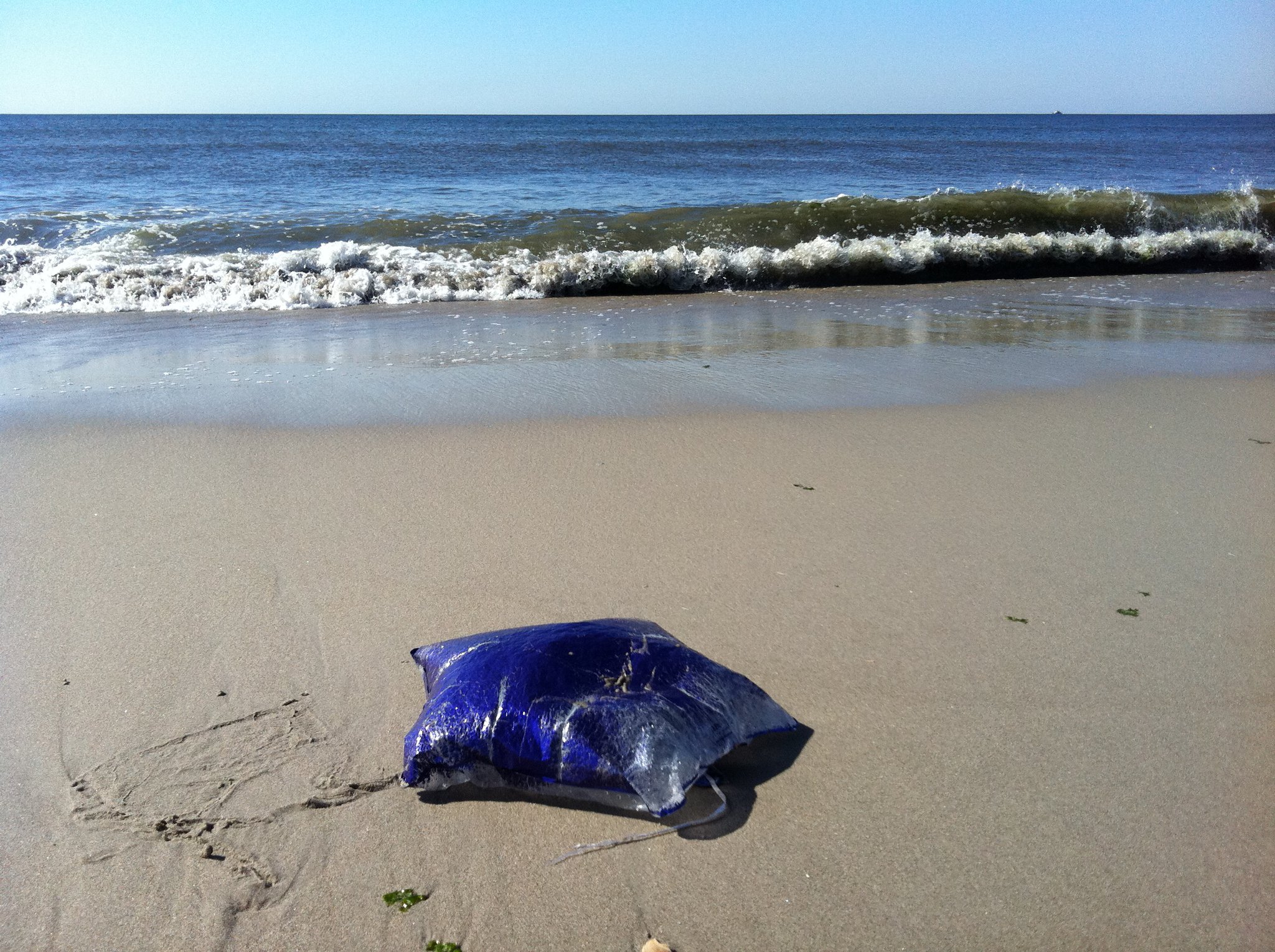 deadly jellyfish on rockaway beach (actually deflated mylar balloon)