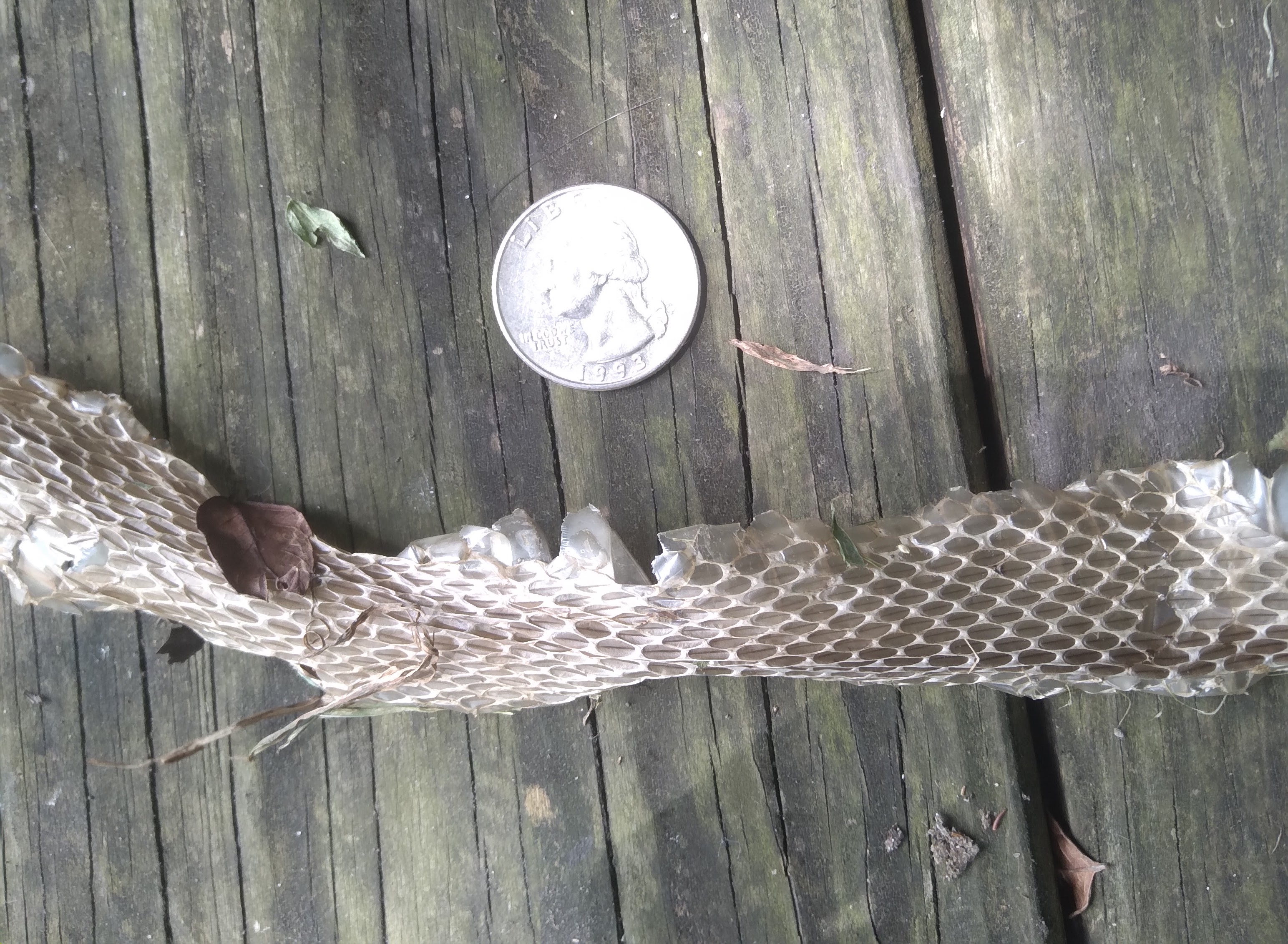 I found a shed snake skin in my fire pit.