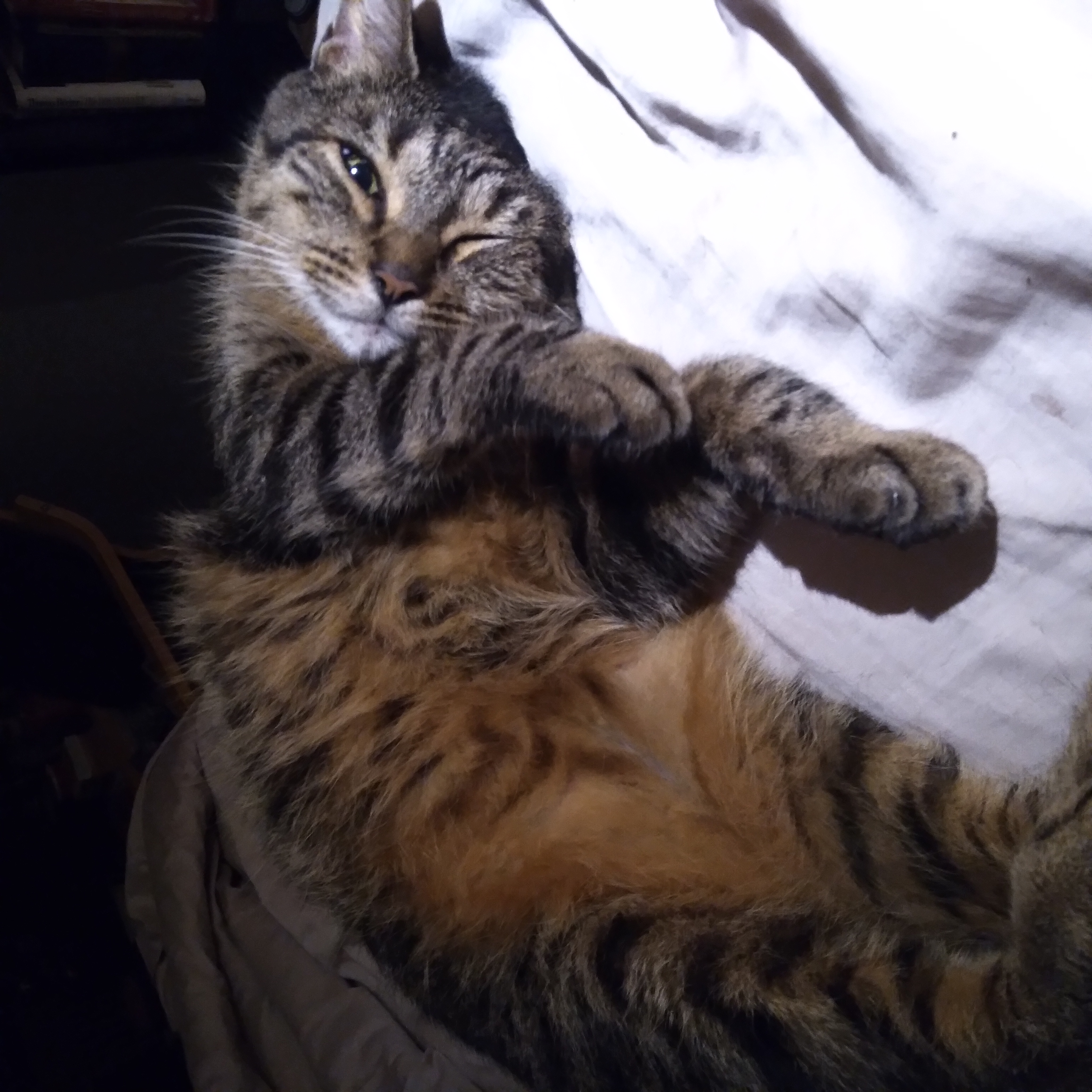 Buddy the cat curled up in bed