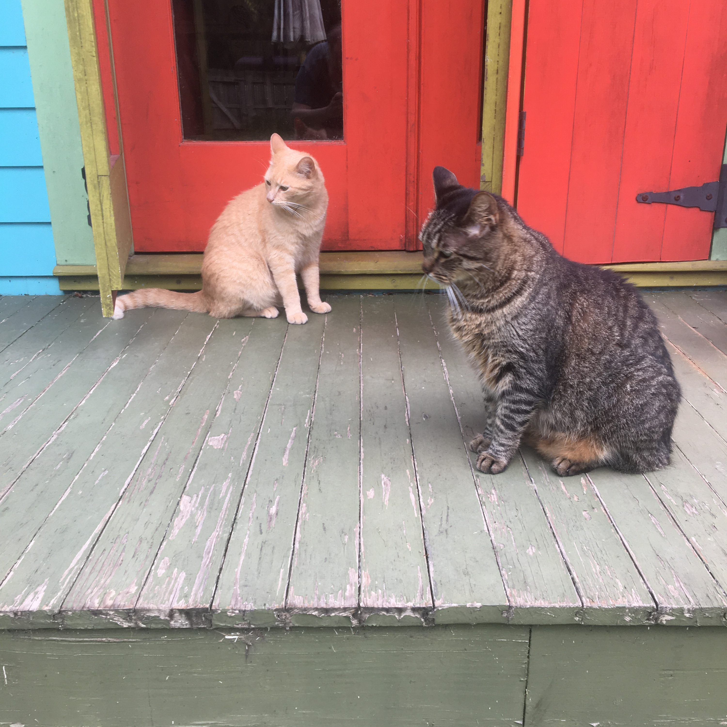 Buddy and Otter on the front porch