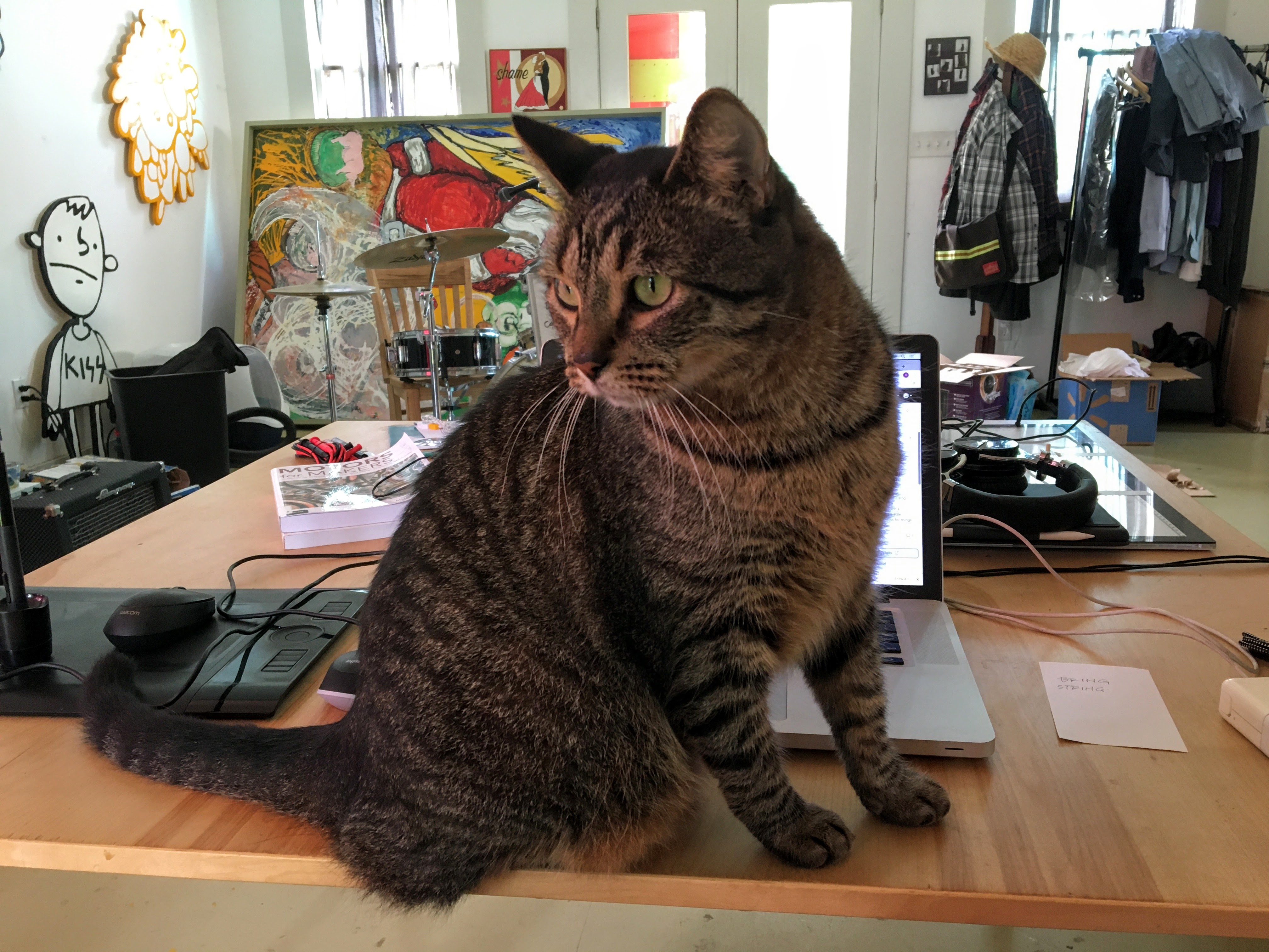 cat Buddy on the desk