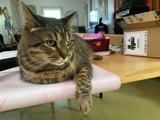 Buddy relaxed on the work table.