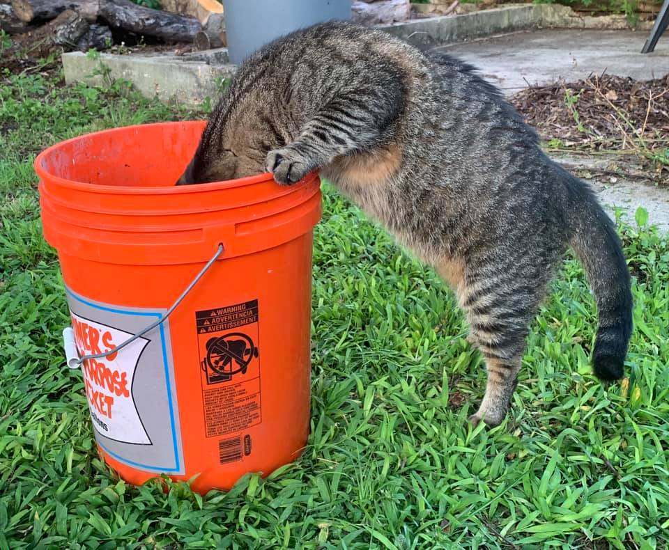 Buddy getting in a bucket