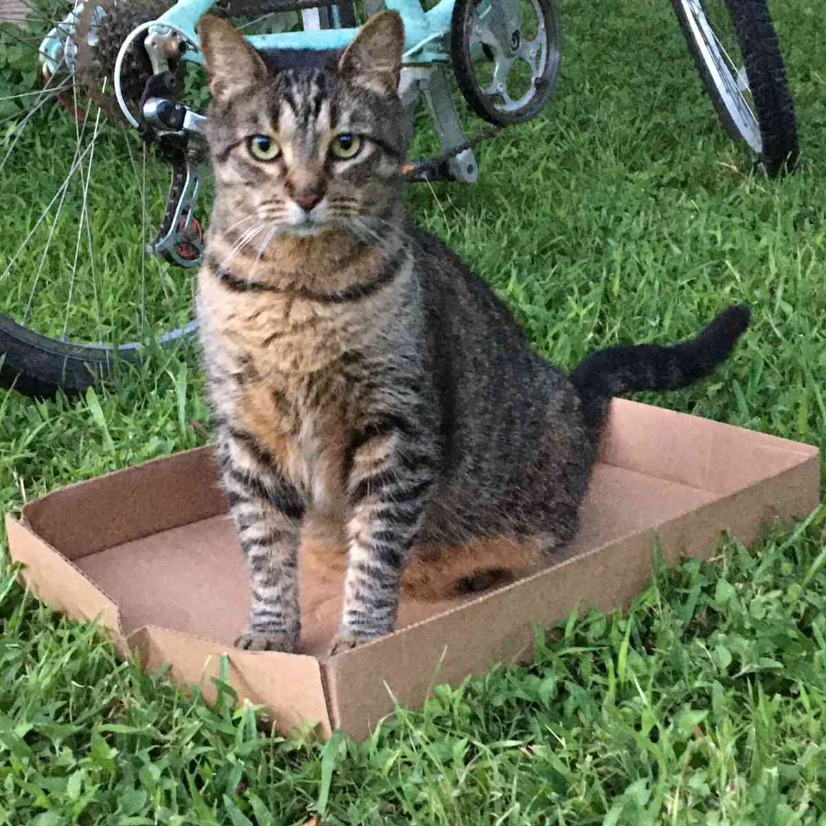 buddy in a box