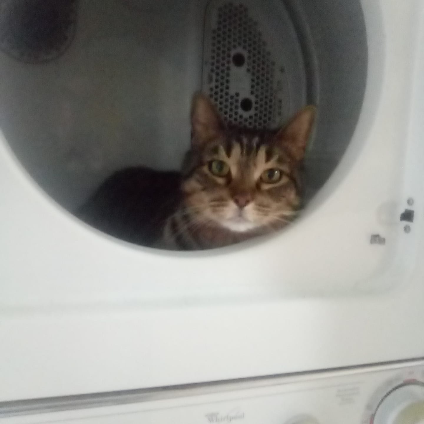 Buddy in the dryer