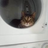 Buddy got in the dryer.