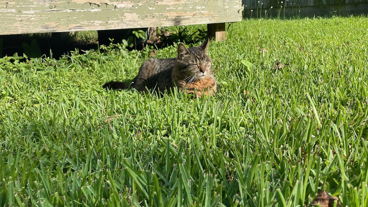 The Cat Prince Buddy basking in his innate superiority.