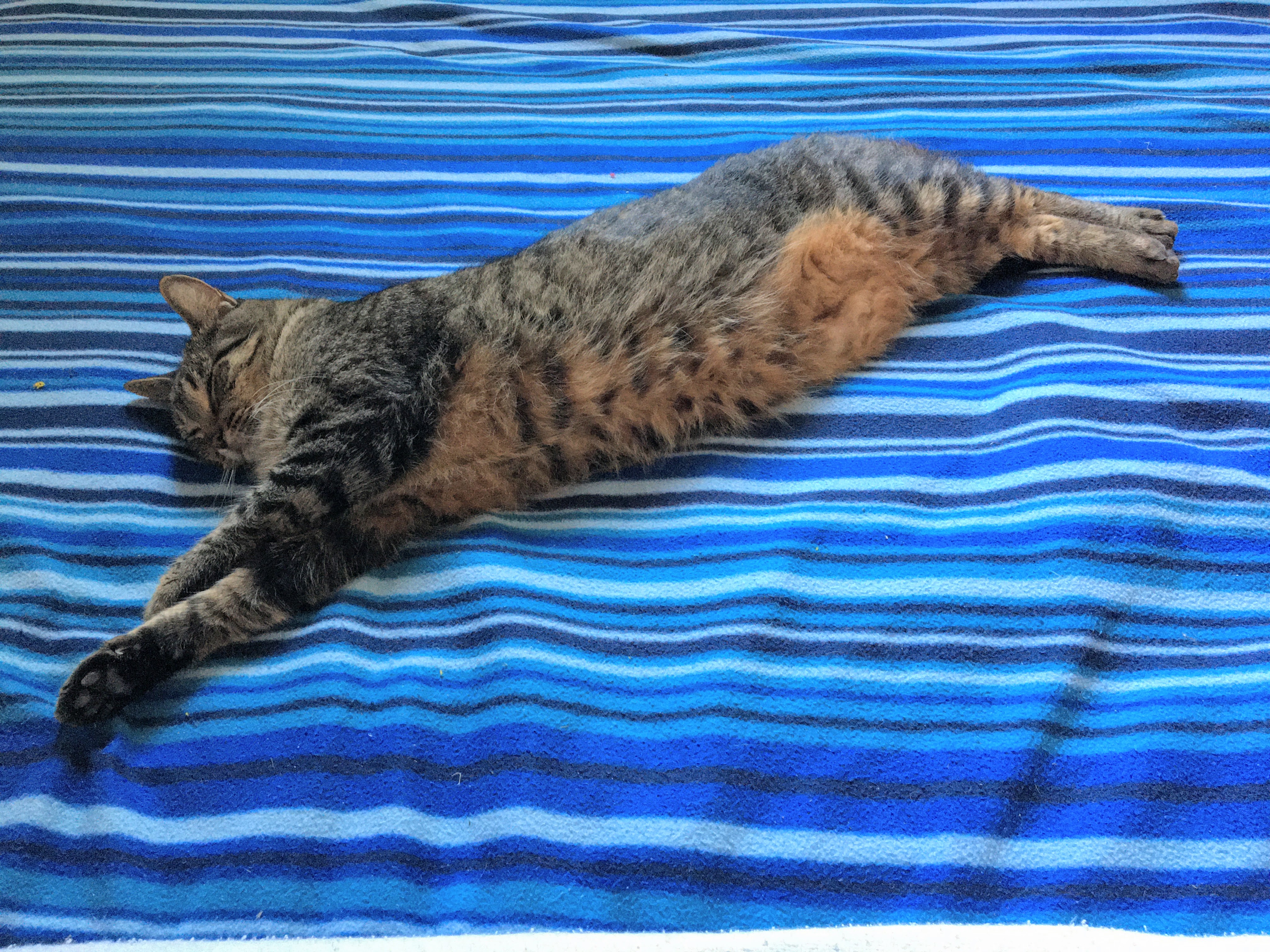 Buddy being his most enormous on the bed