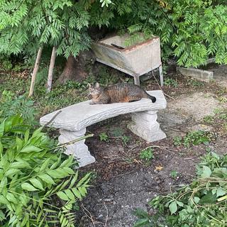 Buddy enjoyed the garden.