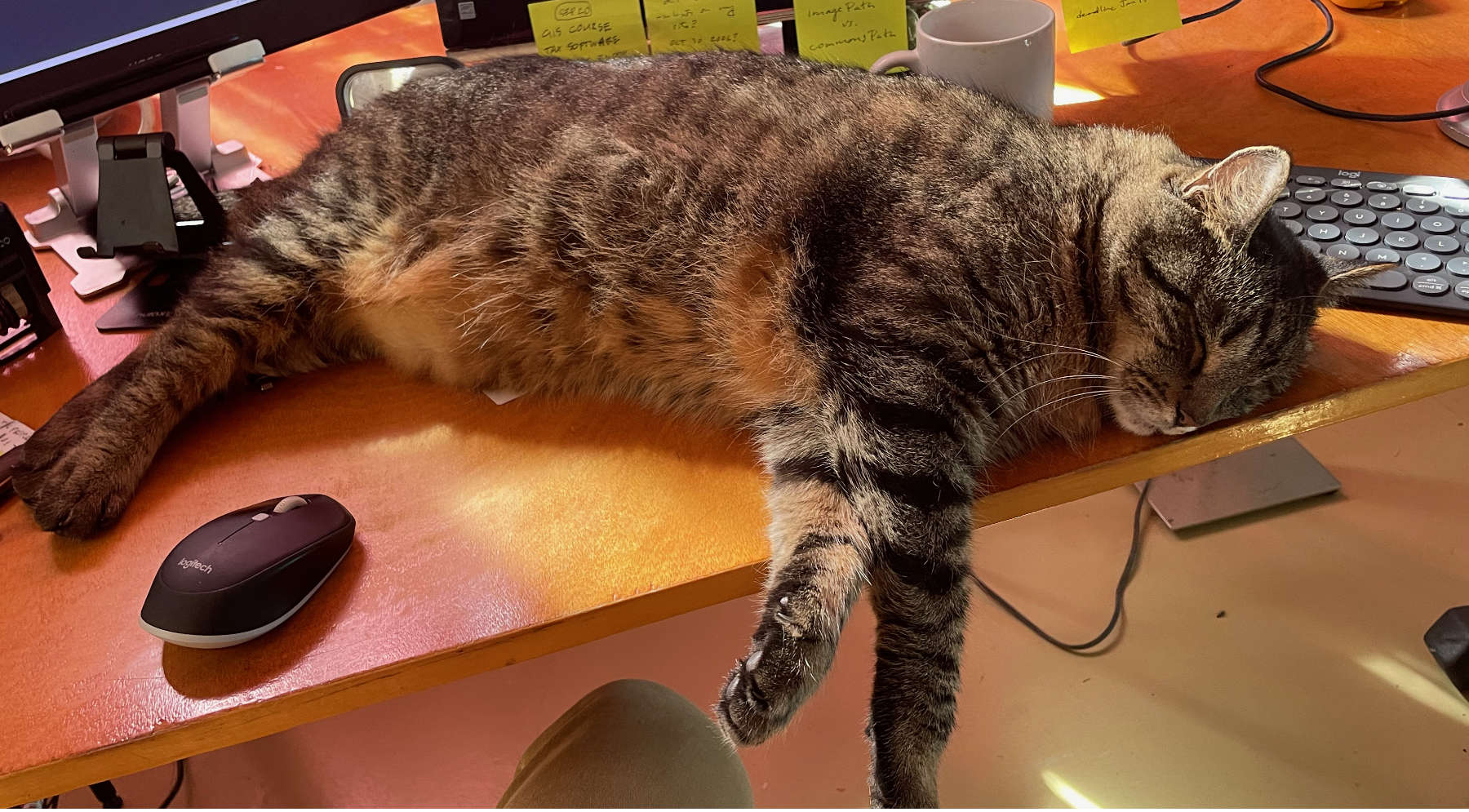 cat Buddy lying on desk