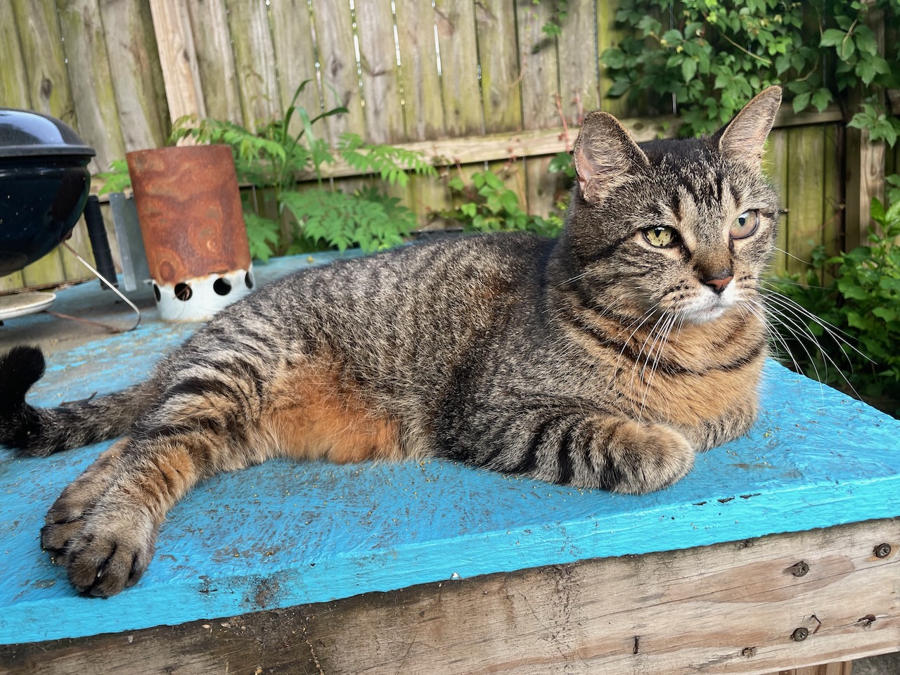 Buddy on table, with visible eye issues.