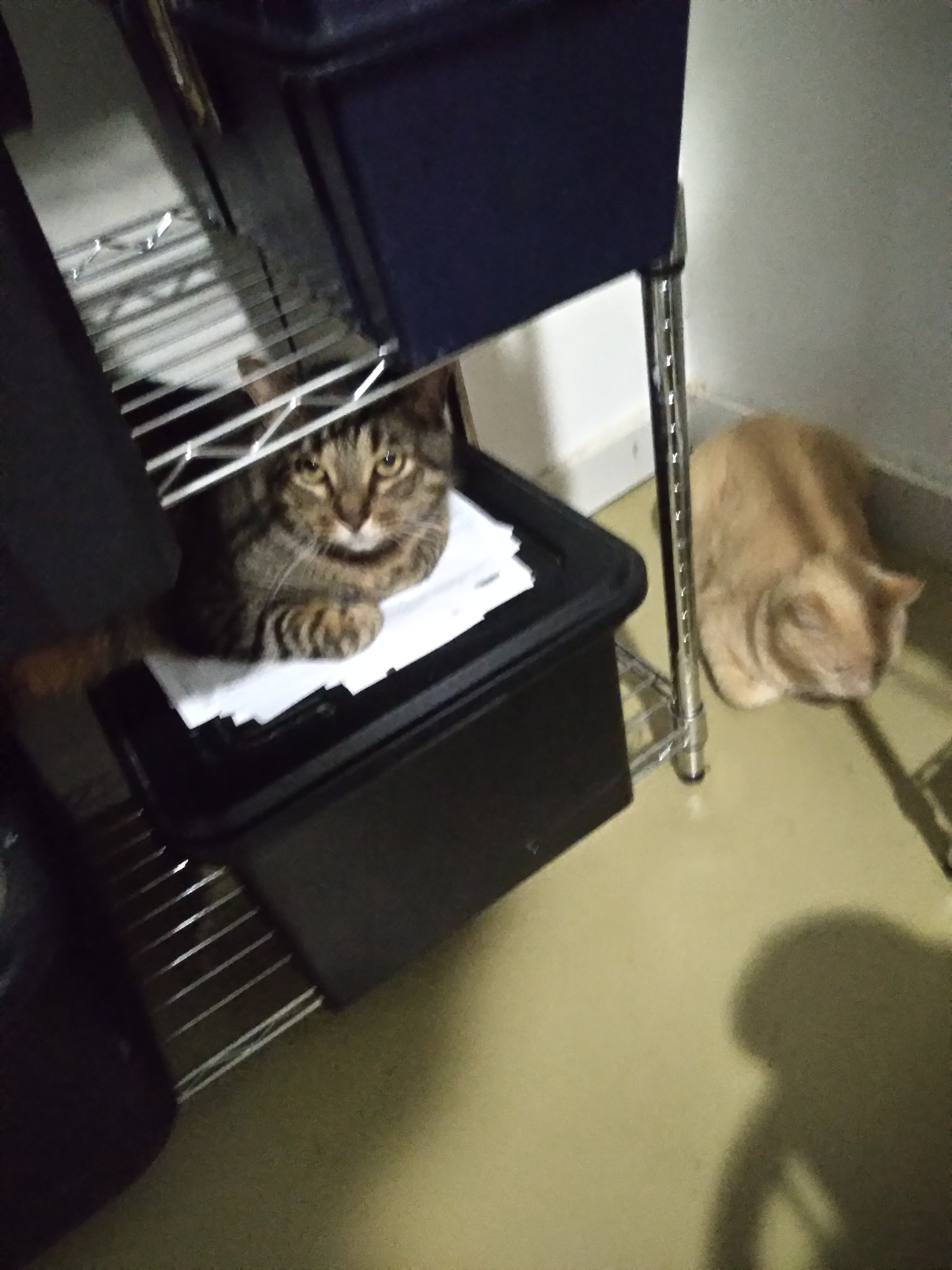 Buddy and Otter the neighbor cat on my office shelves.