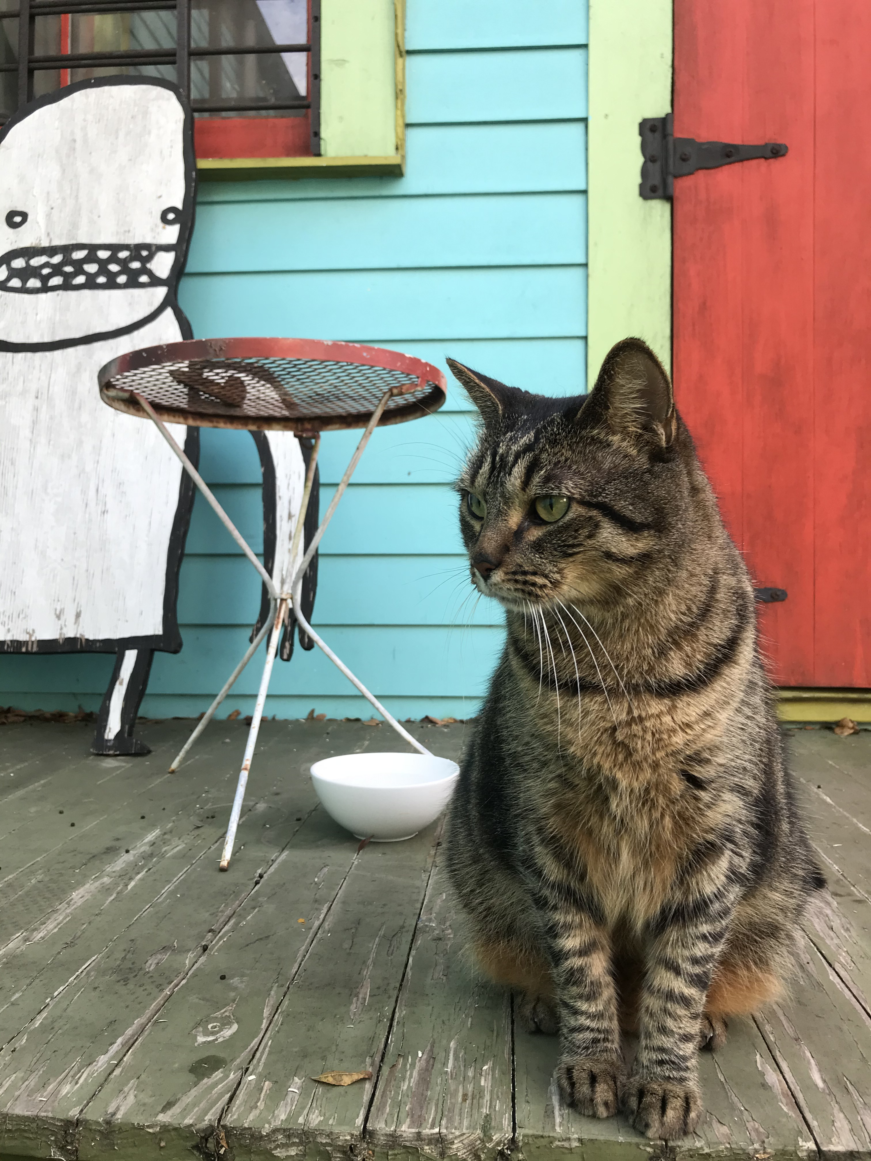 cat Buddy on the porch