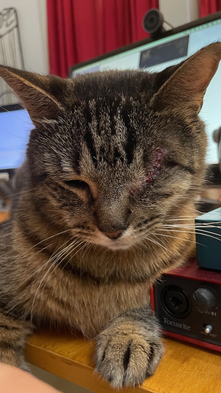 Buddy's stitches