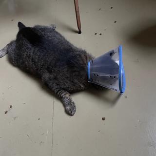 Buddy got home from surgery very groggy.