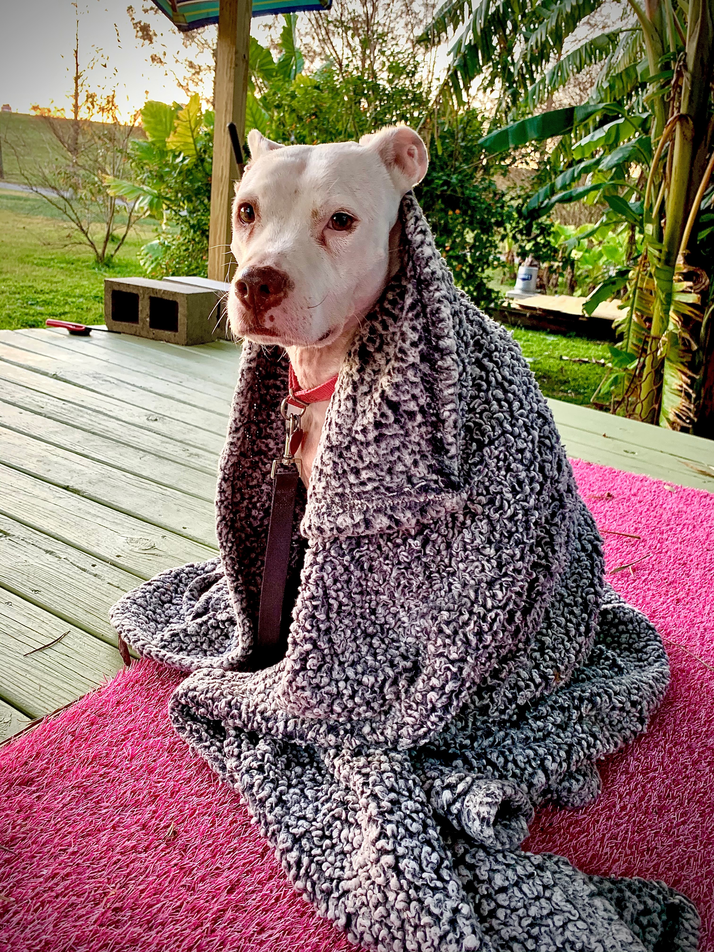 Gina's dog Daisy under a fleece blanket