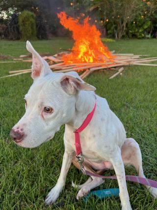 I went to a bonfire and sat with a dog.