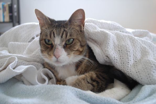 Sally in the covers