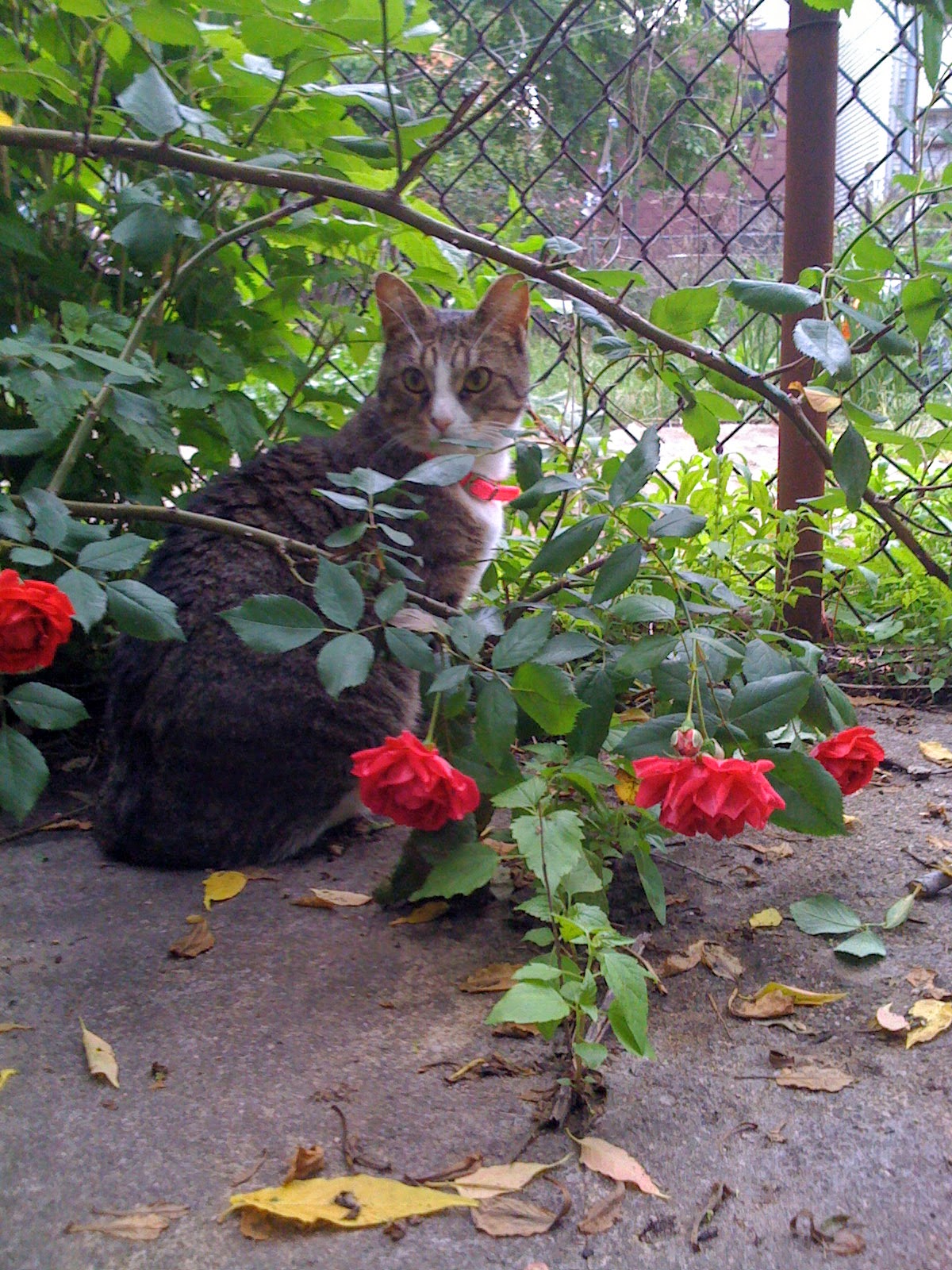 Sally sitting in the roses. 181 Irving Avenue.