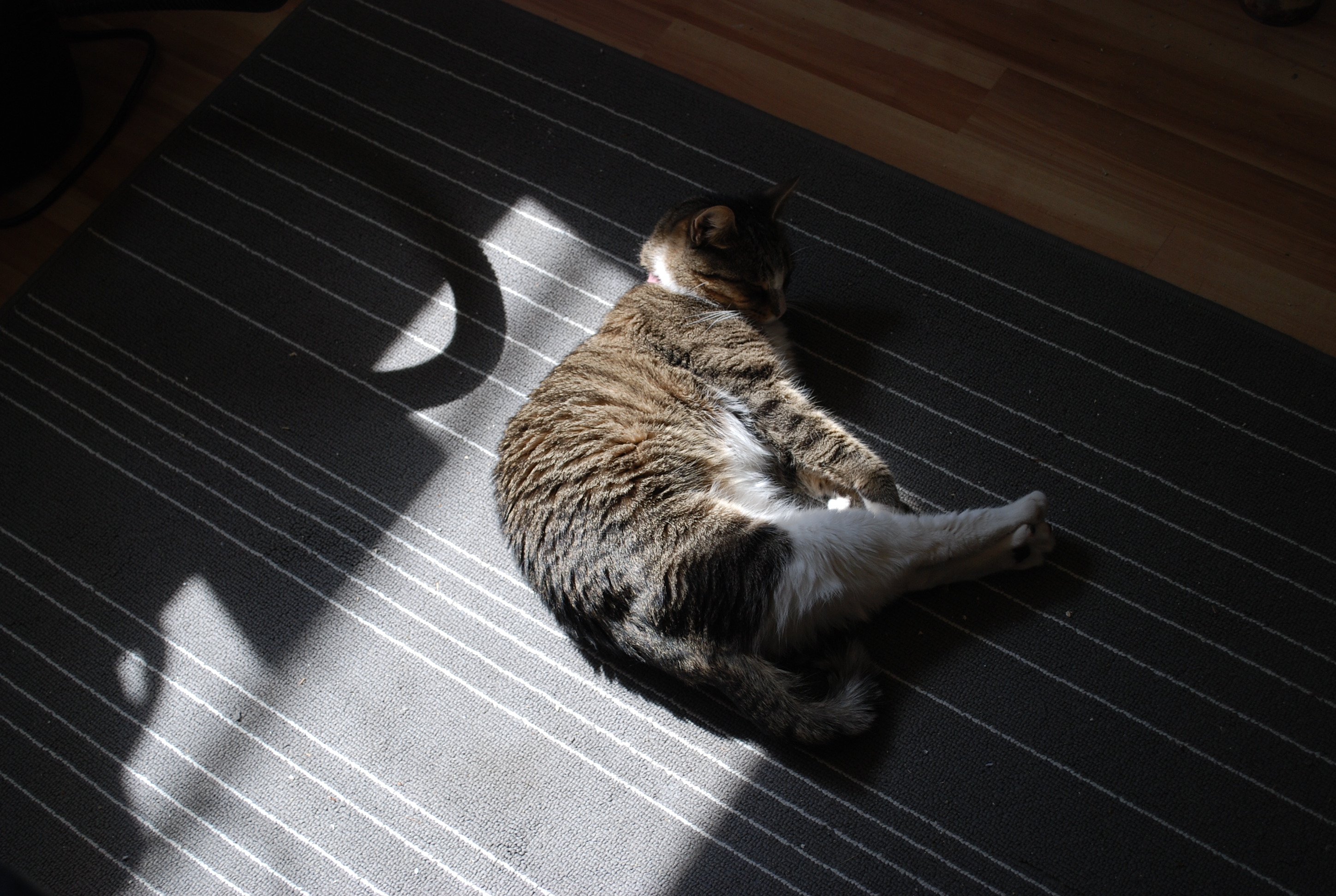 Sally slept in a sunbeam.