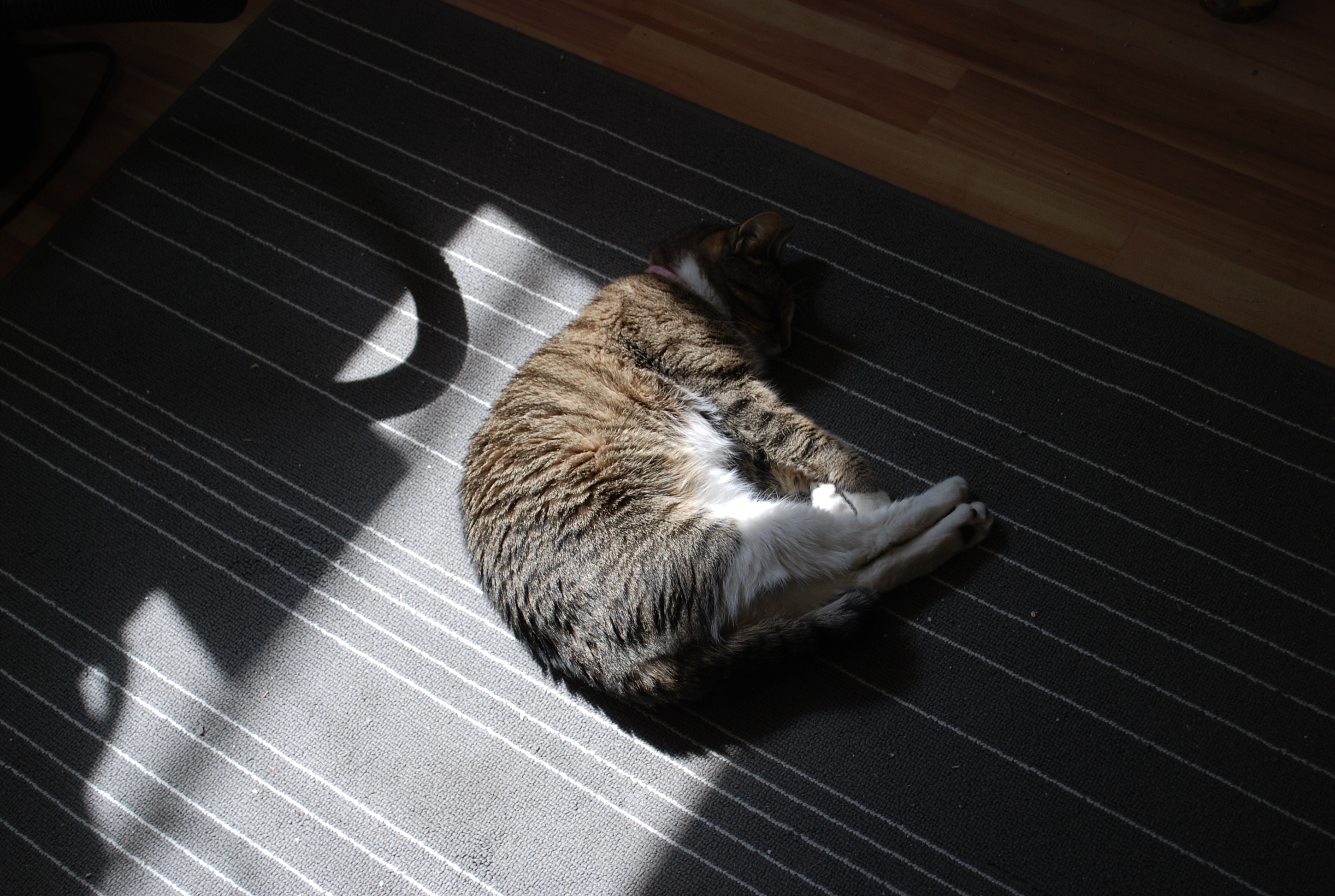 Sally slept in a sunbeam.