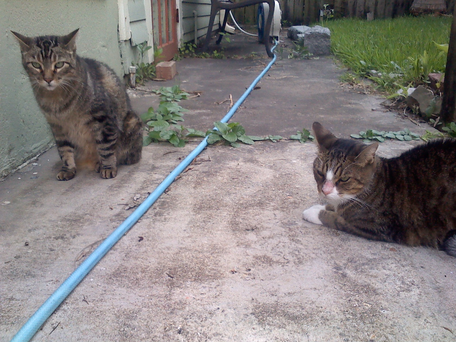 Sally made friends with a three-legged cat neighbor.