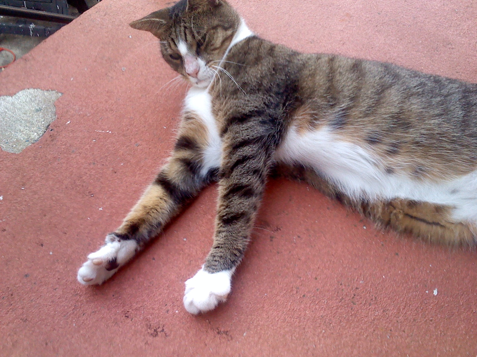 Sally made friends with a three-legged cat neighbor.