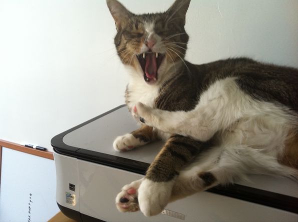 David Rhoden's cat Sally, yawning.