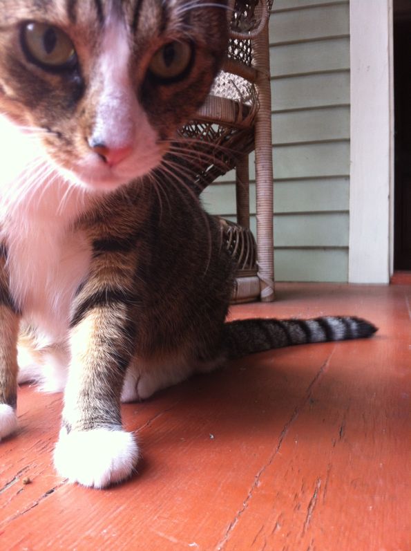 cat Sally on the Orchid Street porch