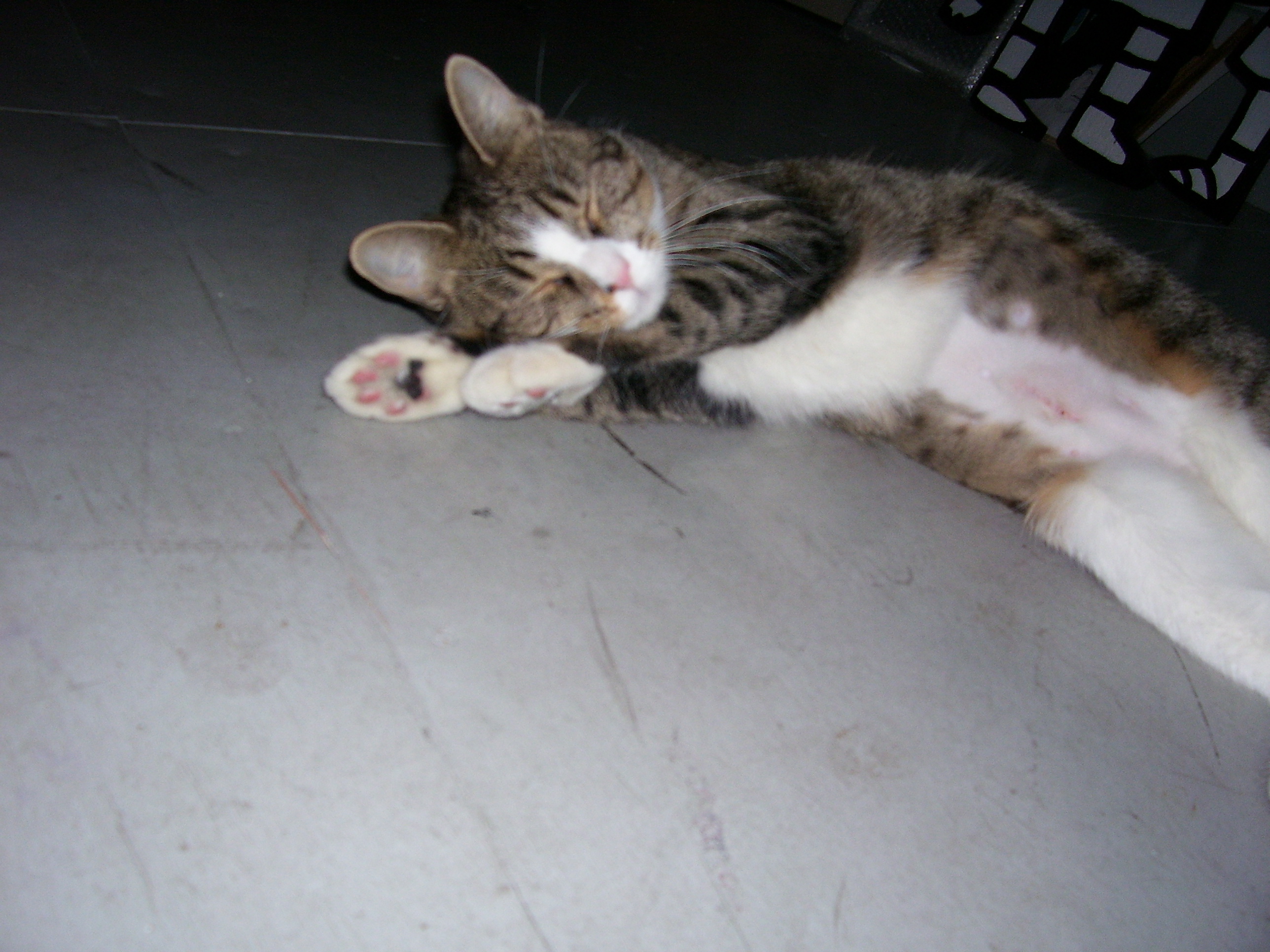 Sally stretched on our plywood floor.