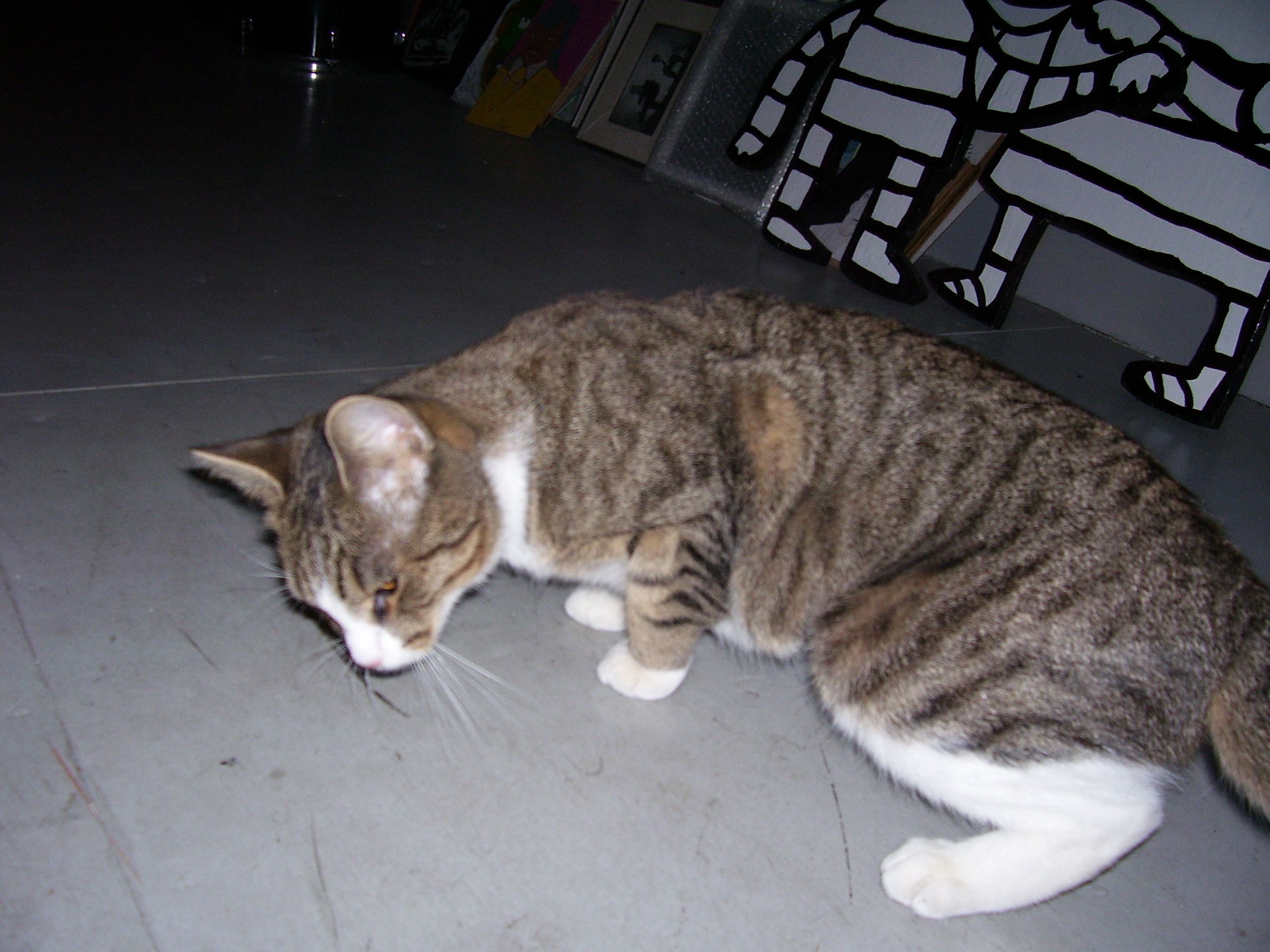 Sally stretched on our plywood floor.