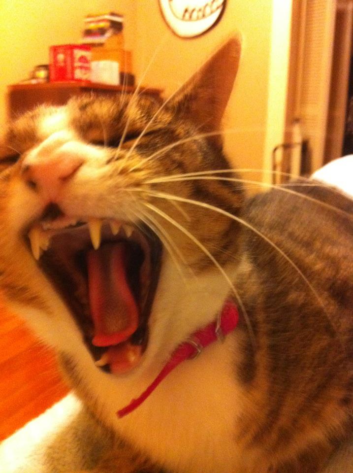 Sally yawns, NYE 2011.