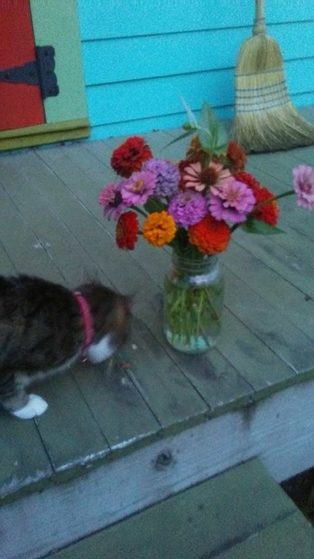 Sally investigating zinnias from our garden