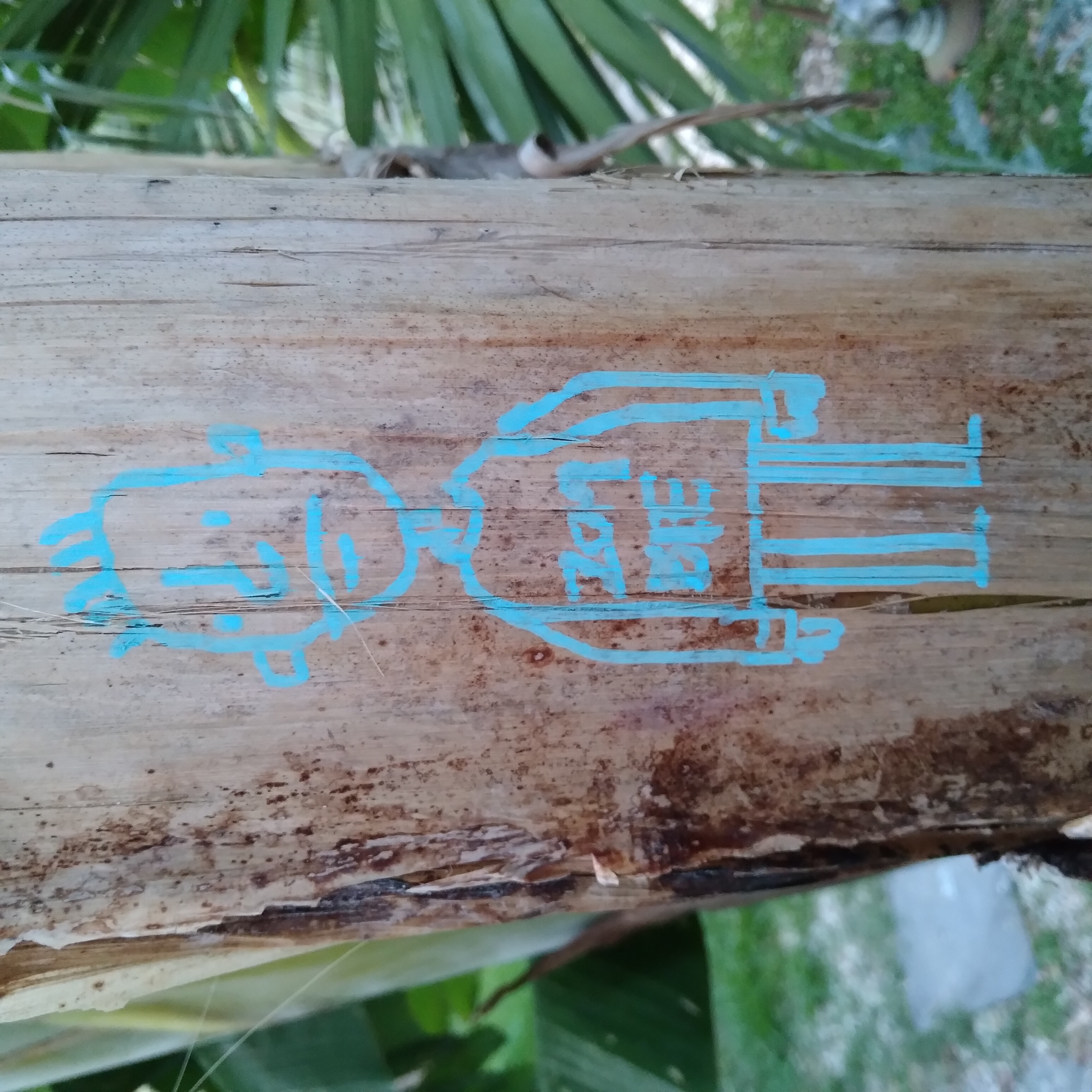 Doodle on a banana tree by David Rhoden, 2021.