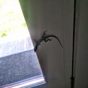 An anole came in the house.