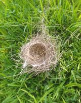 I found a bird's nest partly made of tape.