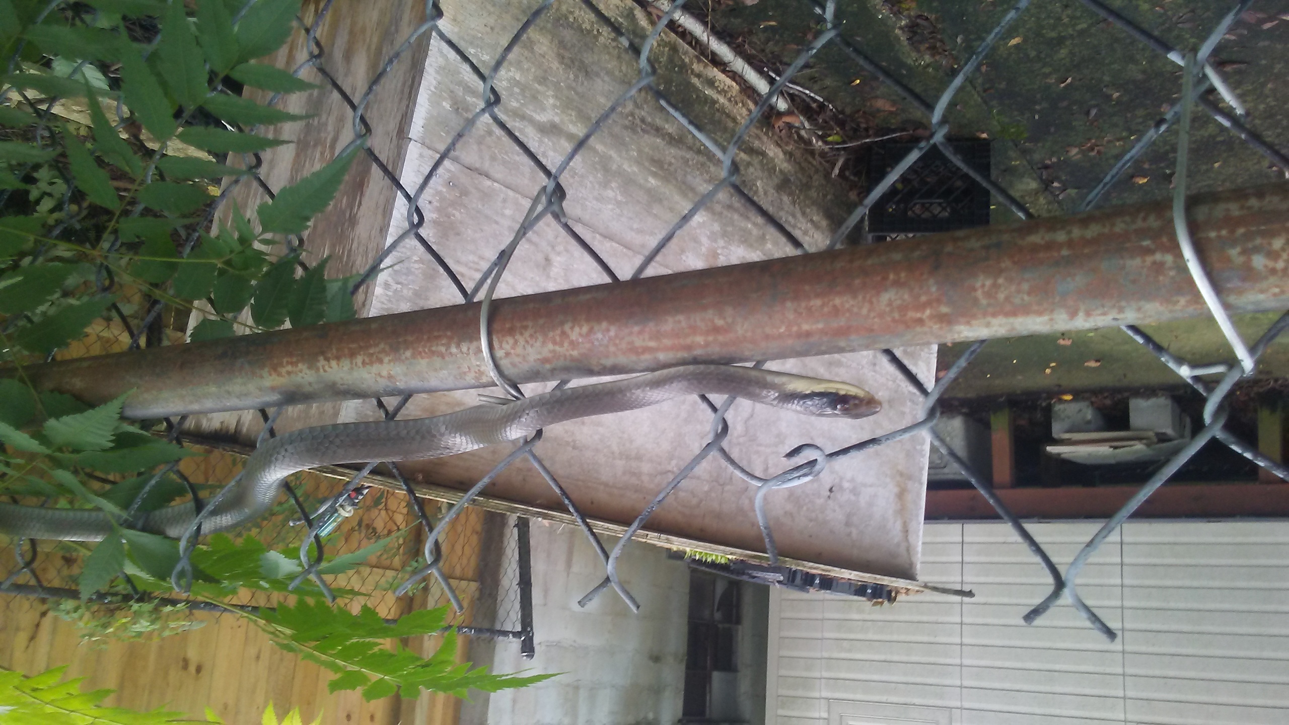 black racer snake on cyclone fence