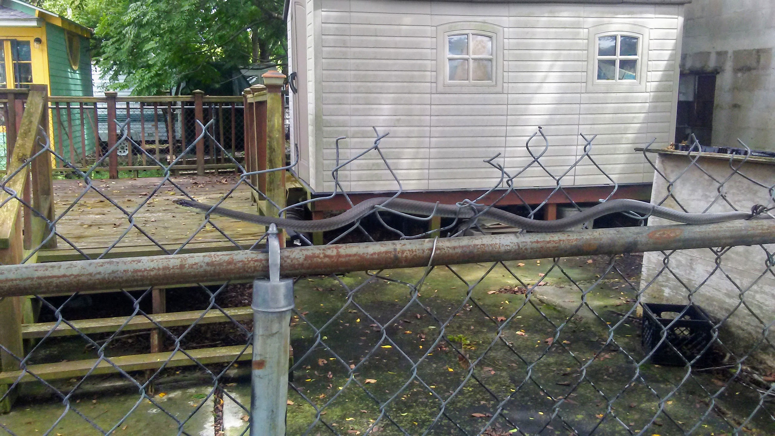 black racer snake on cyclone fence