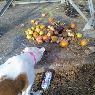 I walked Daisy and we found an offering of rotting fruit.