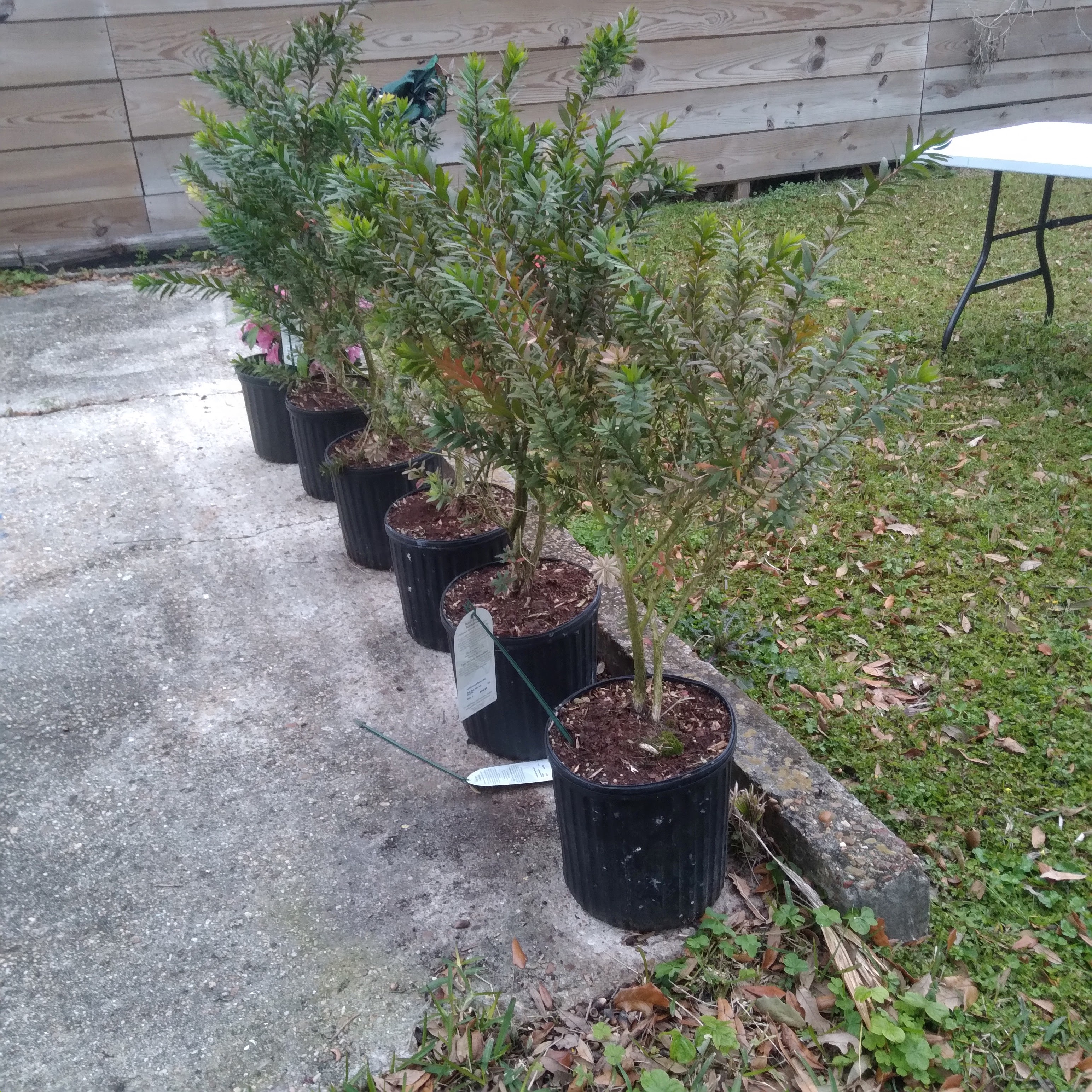 dwarf bottlebrush trees for Gina's birthday)