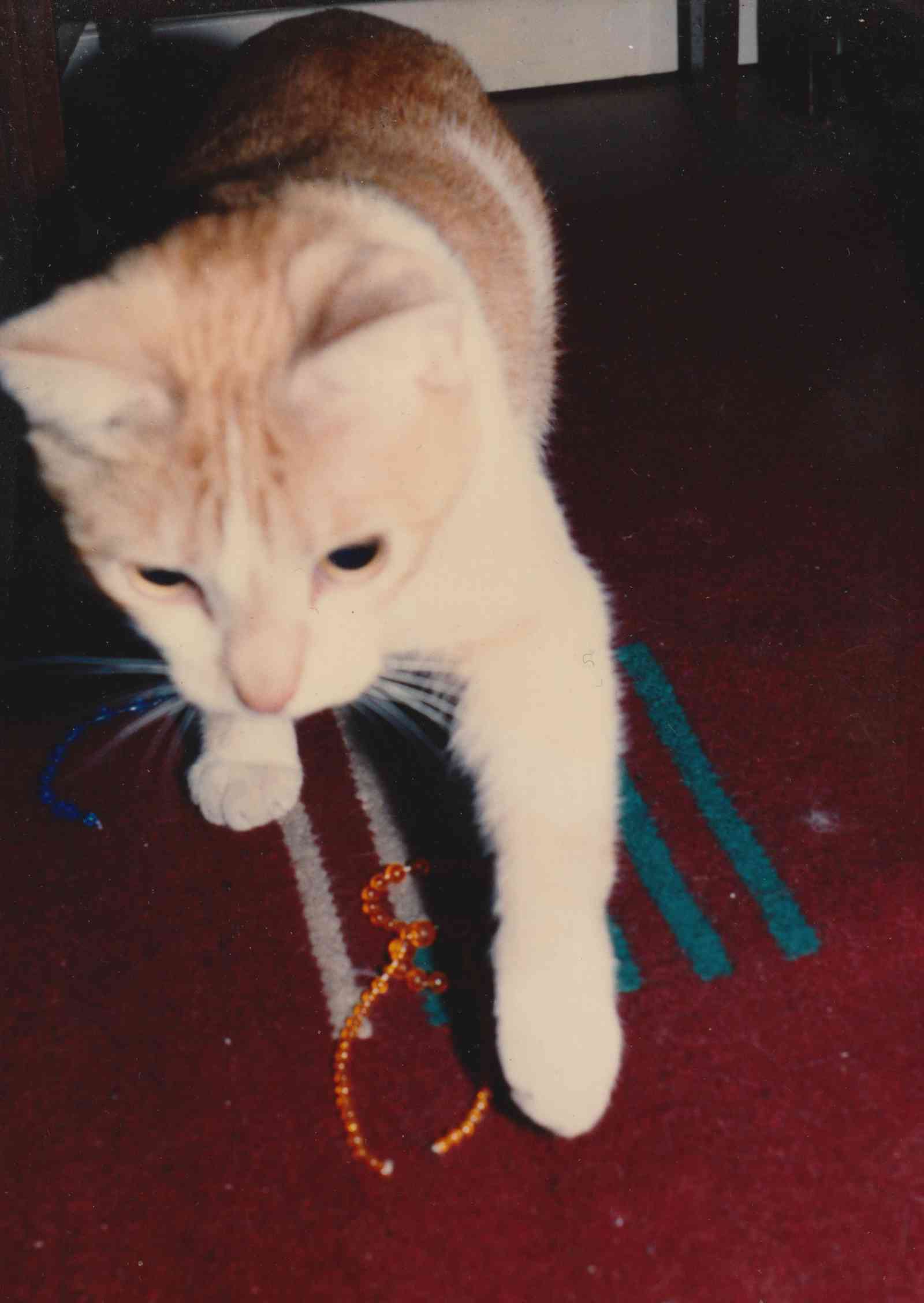 Jack the Cat with Mardi Gras beads