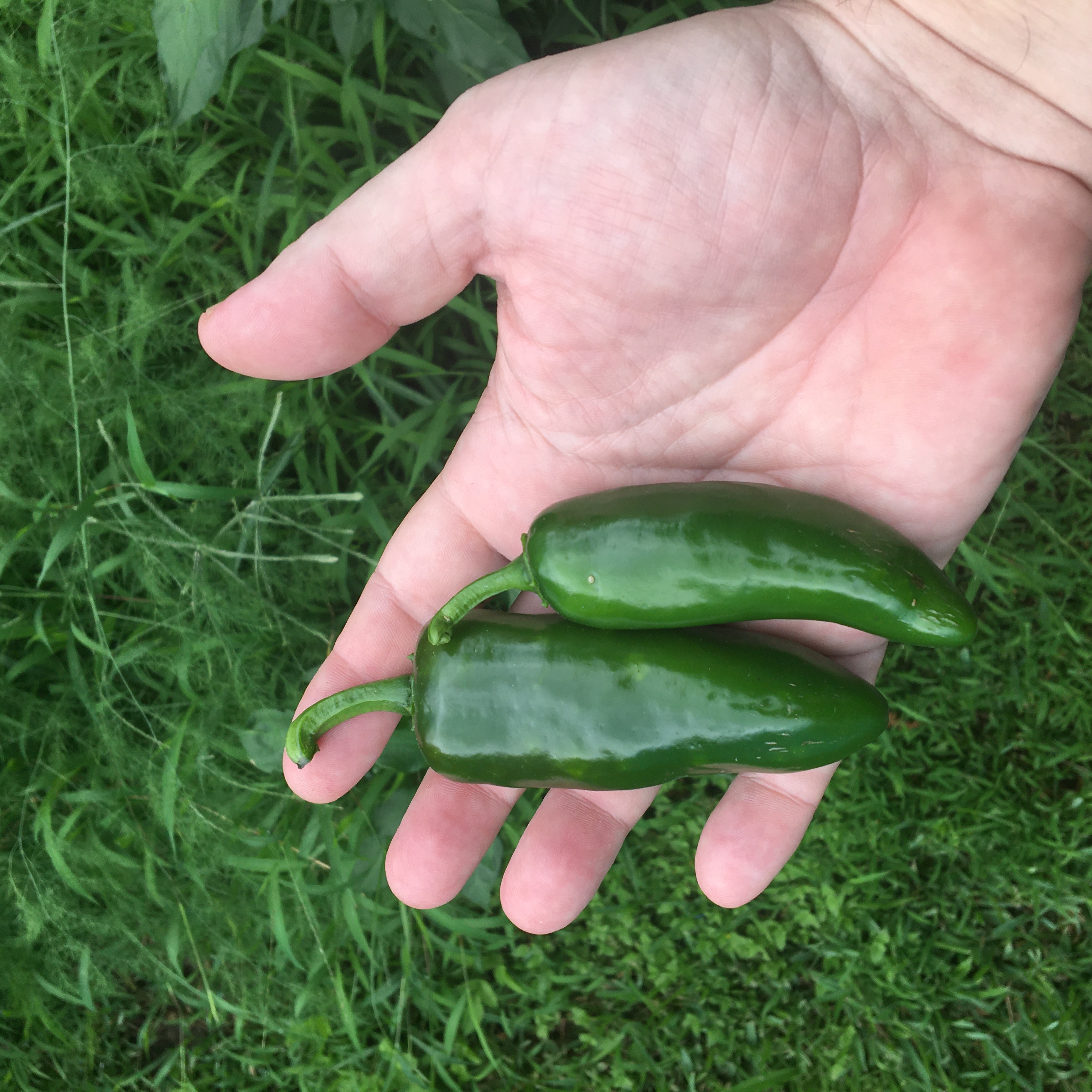 Jalapeños I grew on Tricou Street in New Orleans. Photo by David Rhoden.