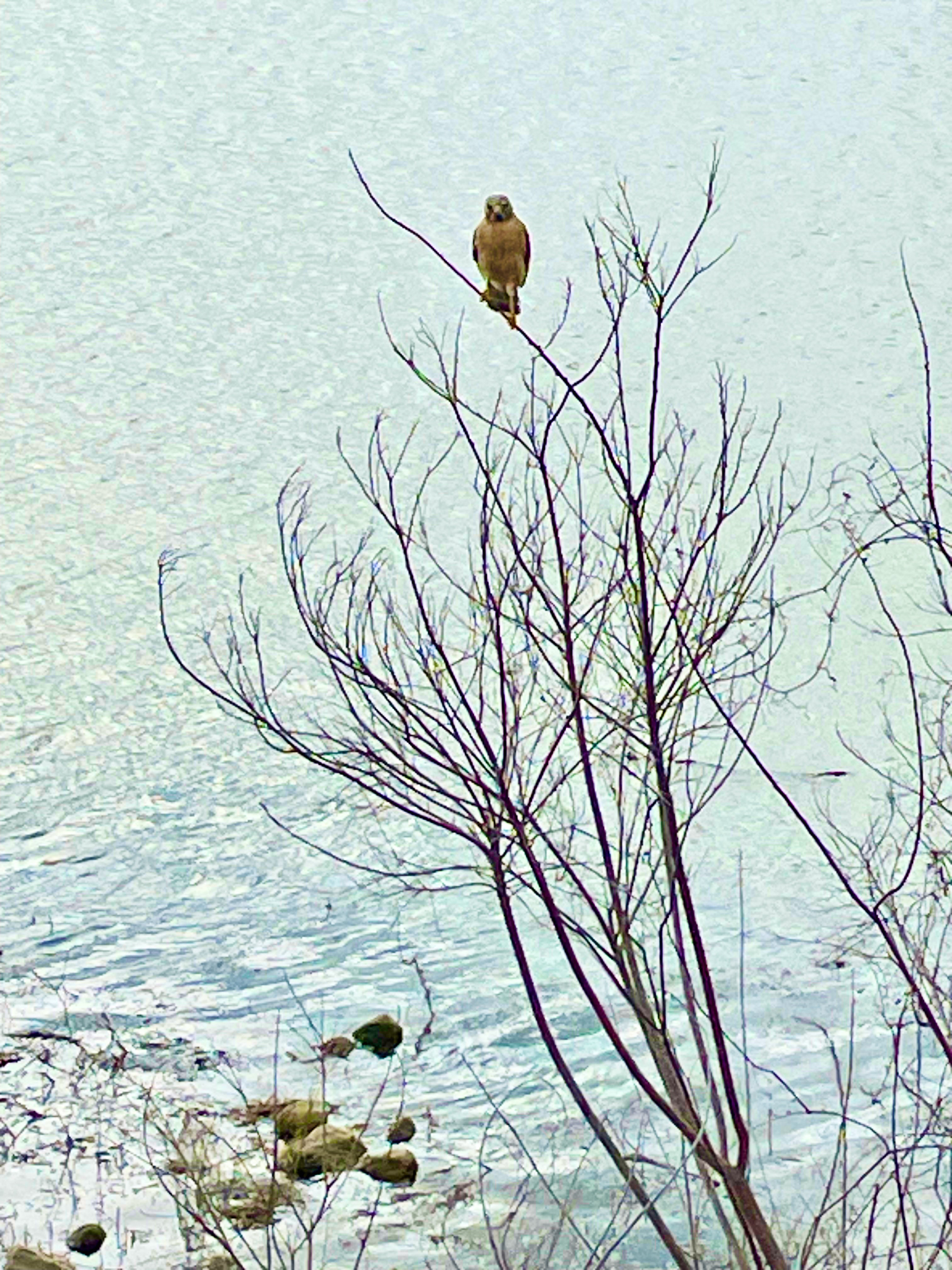 unknown bird on the levee