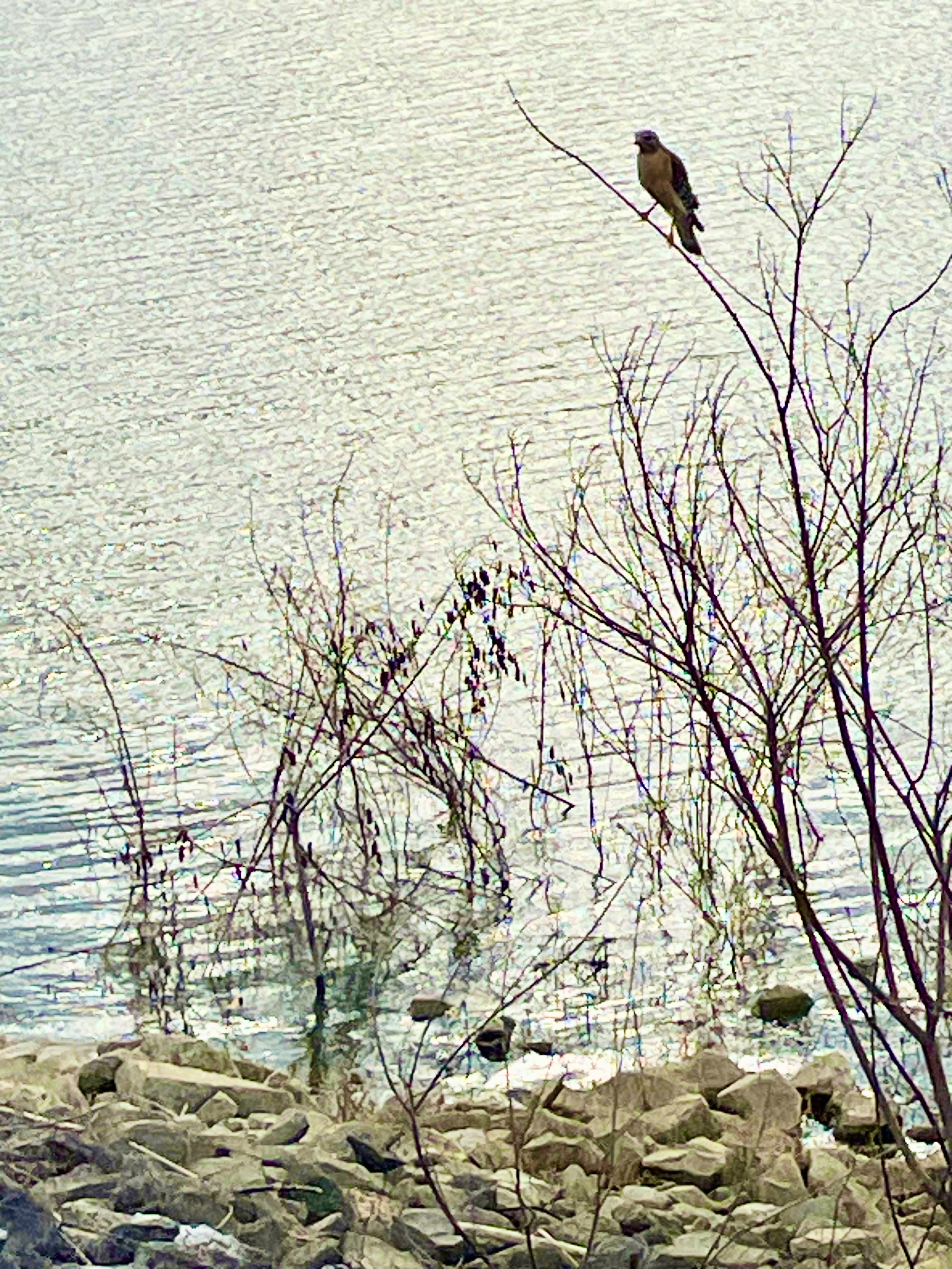 unknown bird on the levee