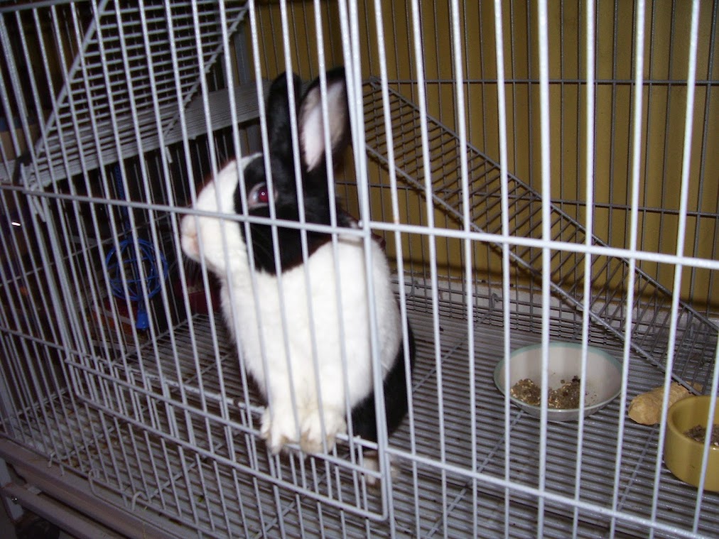 Miles the rabbit on Christmas 2006. 276 Grand Street, BK.