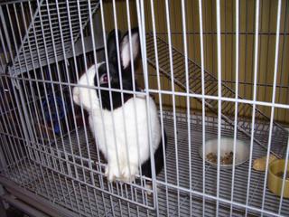 Spent Christmas morning with Miles the rabbit.