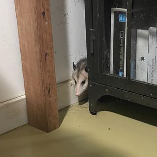 Caught another possum eating the cat food.