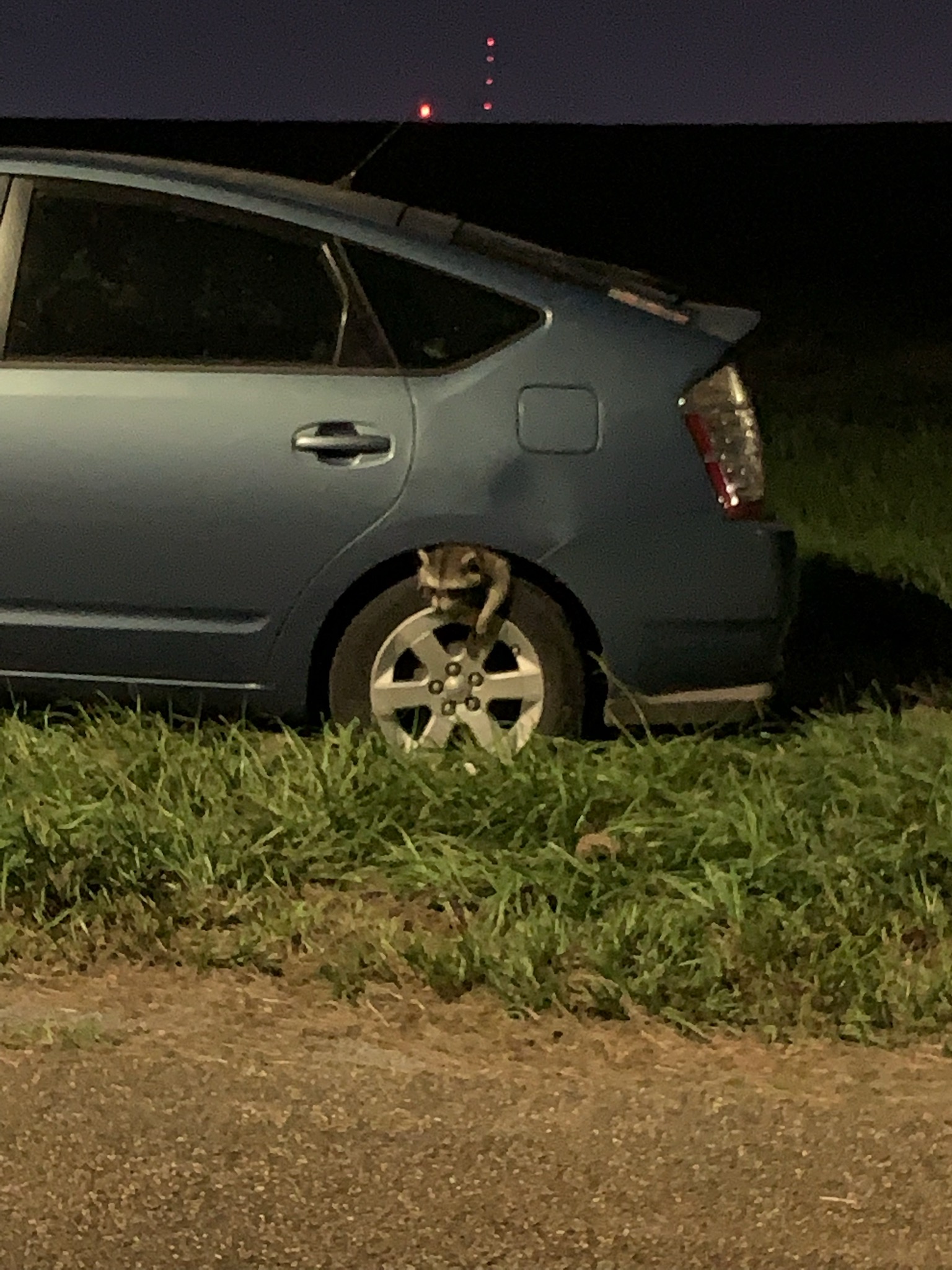 Raccoon on tire of a Toyota Prius